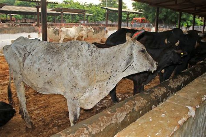 
Lumpy disease outbreak: Cow brought to Rajasthan Assembly by BJP MLA runs away 